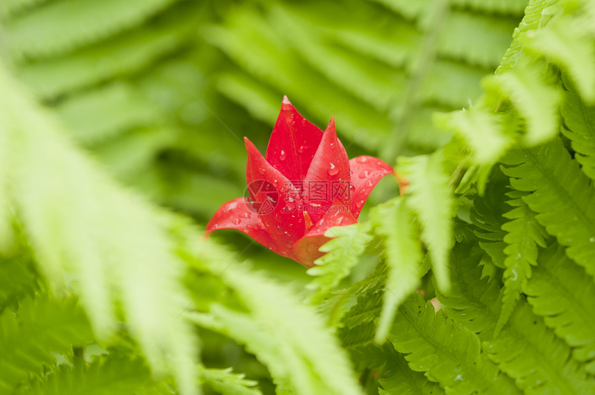 红郁金香花在青绿的幼兽中郁金香花园叶子绿色植物红色图片