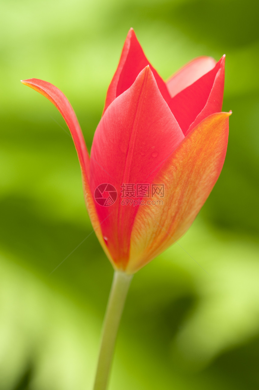 红郁金香花在青绿的幼兽中植物红色绿色叶子郁金香花园图片