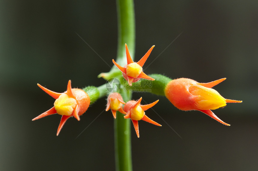 一个爬动植物的热带热带橙色花朵图片
