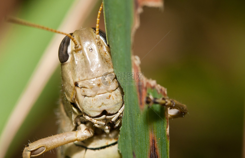 特写一只小蟋蟀碎片生物动物群昆虫触角眼睛身体植物宏观图片