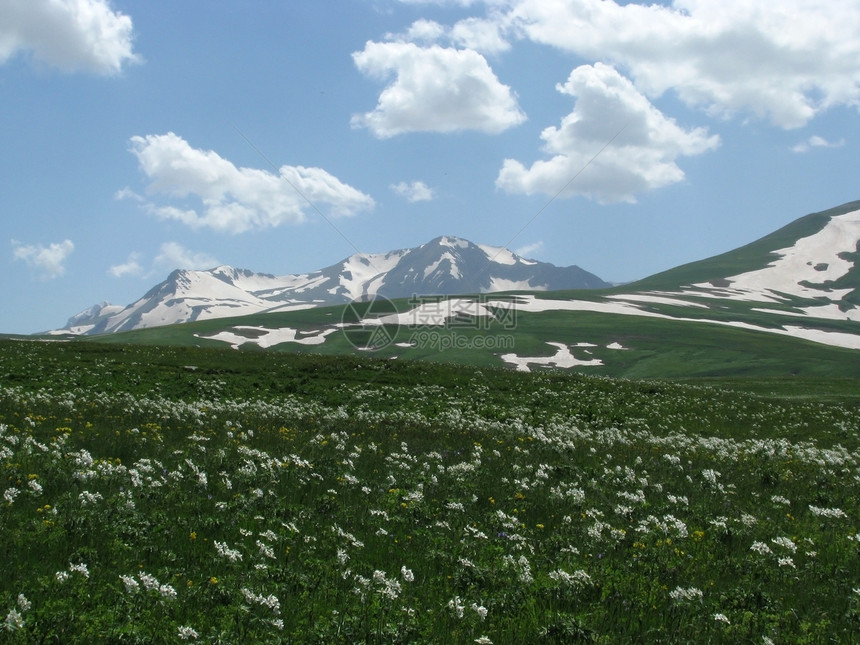 阿尔卑斯山草原植物路线旅游植物群全景天空高山植被草甸青菜图片