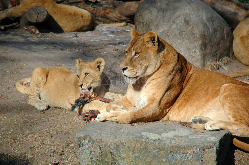 狮子狮猫科姿势女性猎人国王危险捕食者喜悦婴儿头发图片