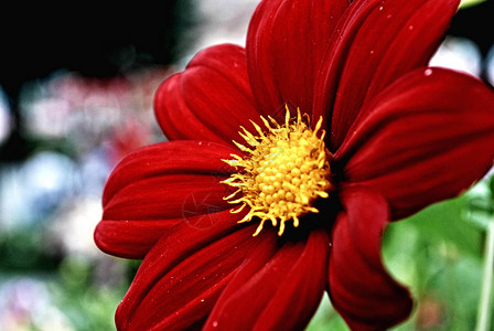 红花黄色花瓣红色背景图片