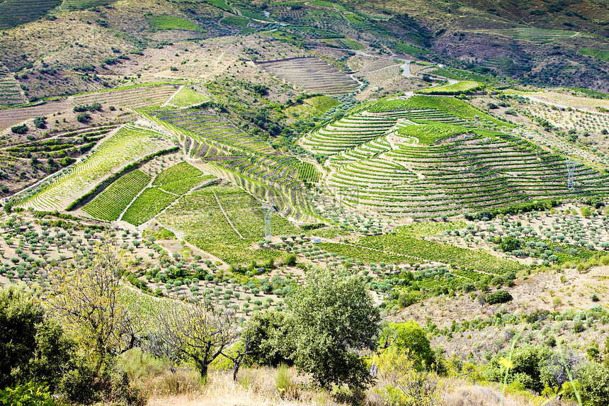葡萄牙杜罗谷的葡萄树作物酒业外观藤蔓栽培种植生长葡萄国家生产图片