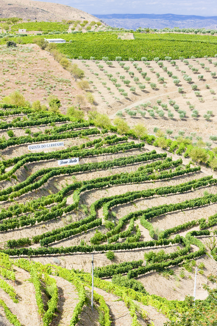 葡萄牙杜罗谷的葡萄树旅行种植酒业山谷外观种植者作物栽培葡萄世界遗产图片