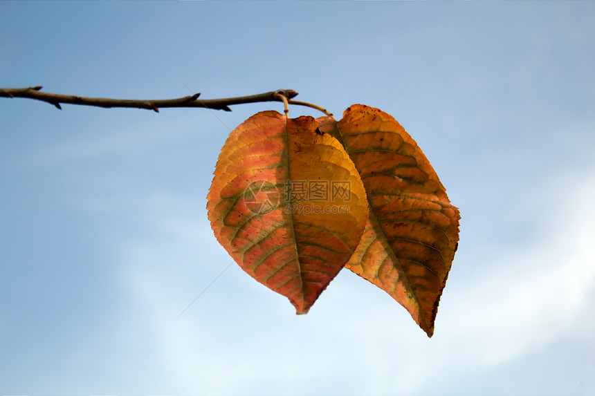 蓝天空背景的秋叶图片