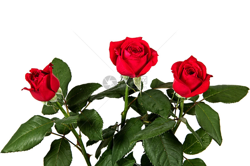 白色背景上隔绝的玫瑰花团图片