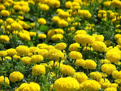 军事背景植物群花园场地草地黄色花朵香味背景图片