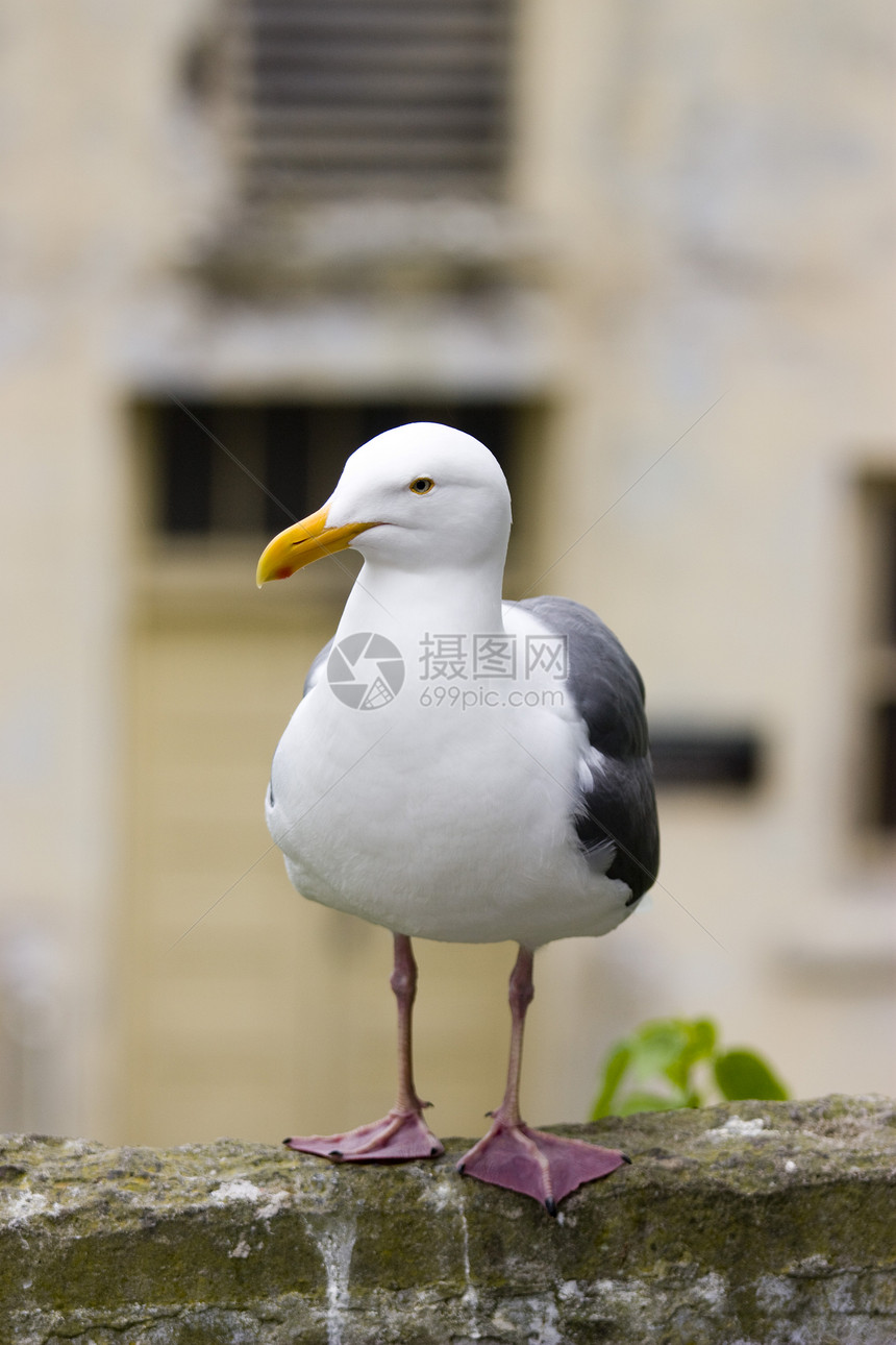 阿尔卡特雷兹的建筑学监狱动物细胞图片