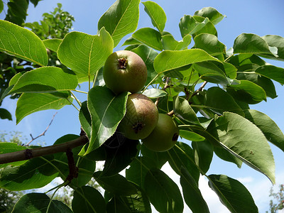 苹果树花园水果收成公园季节树叶晴天植物群圆形天空背景图片