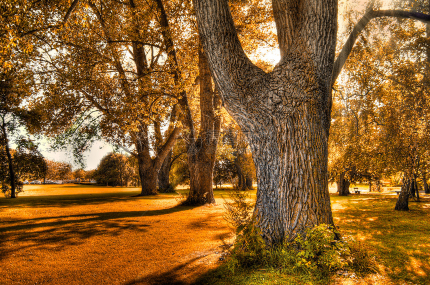 秋季1世界橙子木头环境季节反射小路农村民众公园图片