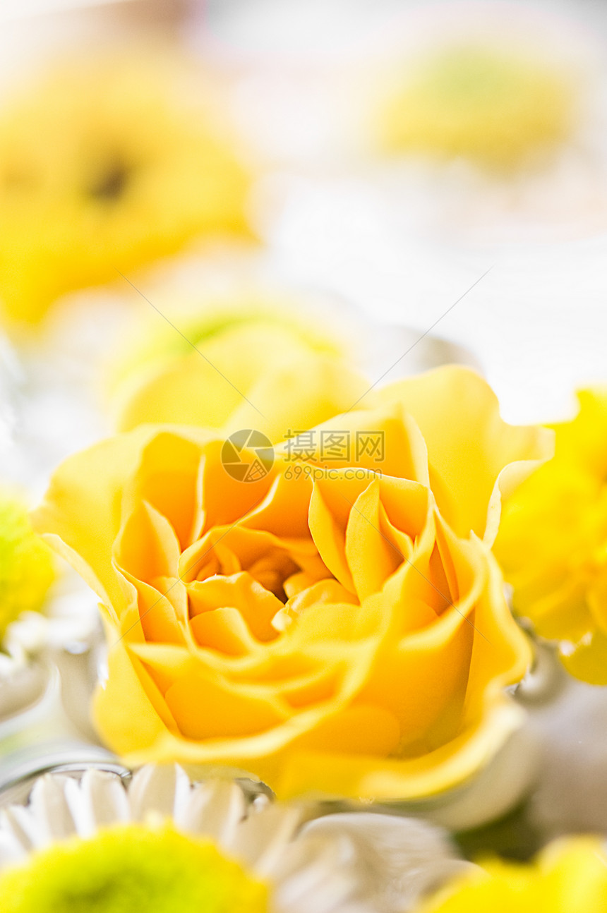 黄玫瑰花头白色橙子黄色正方形玫瑰图片