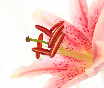 百合被子百合目宏观雌蕊植物果叶花园花粉微距高清图片