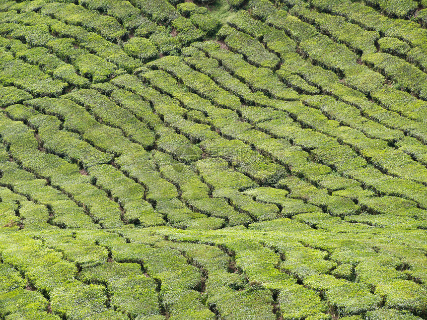 茶叶种植园绿色热带草本高地植物草本植物树叶农业爬坡图片