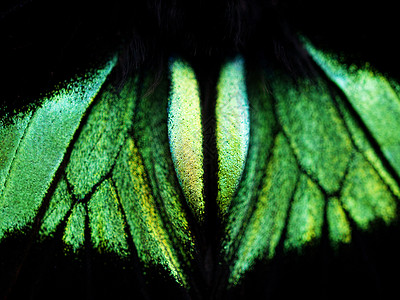蝴蝶鳞翅目三极管热带动物绿色翅膀漏洞昆虫高清图片