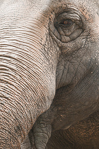 闭上眼睛和印地安大象的树干眼睛灰色哺乳动物皮肤背景图片