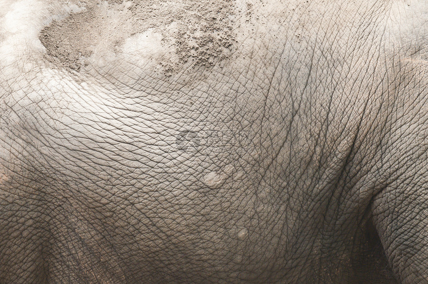 特写一头印地安大象的侧皮图片