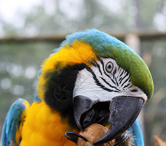 蓝色和绿色金刚鹦鹉爪子食物野生动物羽毛眼睛动物核桃背景图片