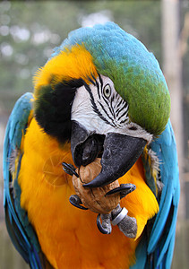 蓝色和绿色金刚鹦鹉动物羽毛爪子眼睛野生动物核桃食物背景图片