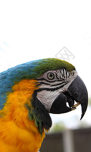 蓝色和绿色金刚鹦鹉羽毛核桃爪子动物野生动物食物眼睛背景图片