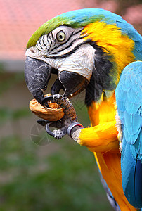 蓝色和绿色金刚鹦鹉野生动物动物核桃眼睛食物羽毛爪子背景图片