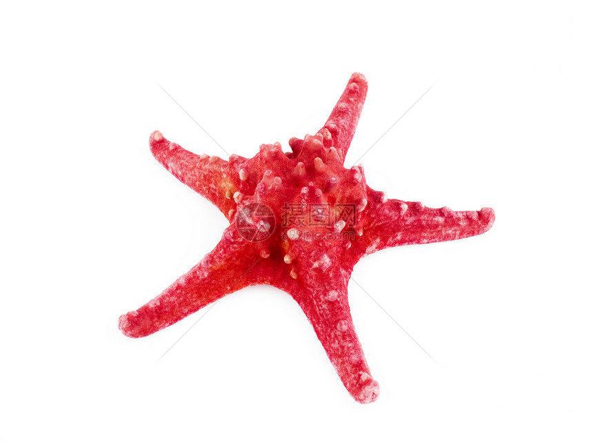 红海星星星红色白色图片