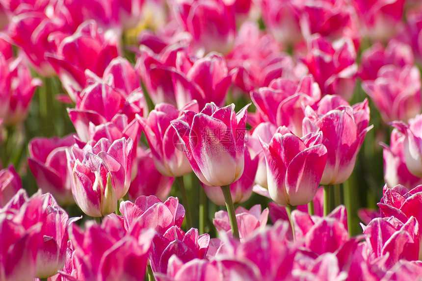 荷兰有粉红色郁金香的春田美丽花瓣栽培季节花园生活生长农场宏观植物图片