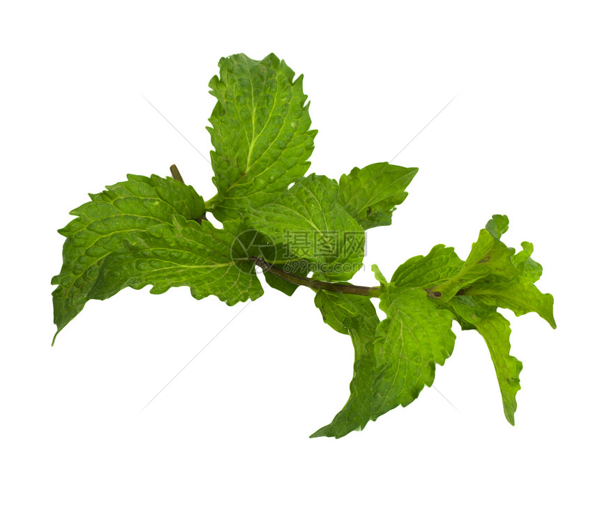 白色背景上的薄荷香料草本植物药品绿色香味草本水平摄影枝条叶子图片
