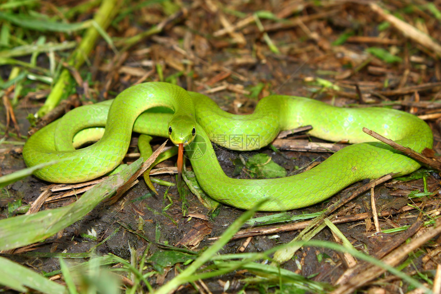 平滑的绿蛇生物生活爬行动物野生动物环境动物群爬虫游隼春花植被图片