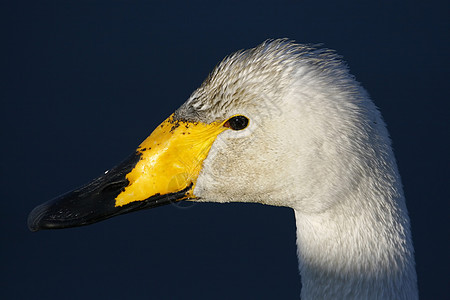 呜呼天鹅(Wooper swan)高清图片