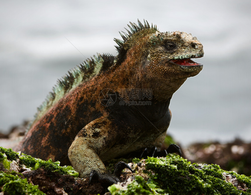 海洋蜥蜴的外形 3热带鸡冠花岛屿野生动物鬣蜥皮肤荒野动物场景眼睛图片