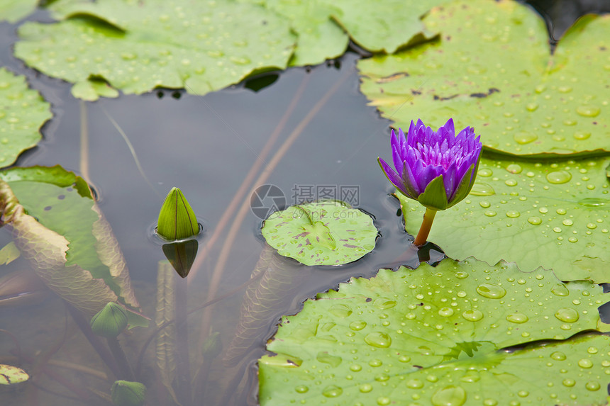 在池塘上开花的莲花或百花百合漂浮粉色绿色植物群植物美丽花瓣植物学软垫图片