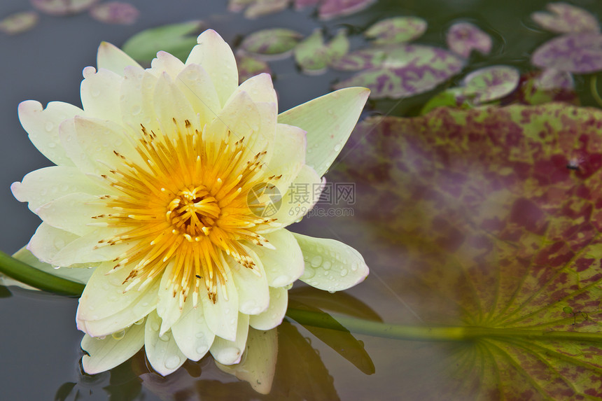 在池塘上开花的莲花或百花绿色植物百合软垫美丽植物学漂浮粉色花瓣植物群图片