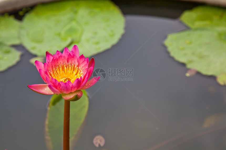 在池塘上开花的莲花或百花软垫花瓣美丽植物学粉色漂浮百合植物群植物绿色图片