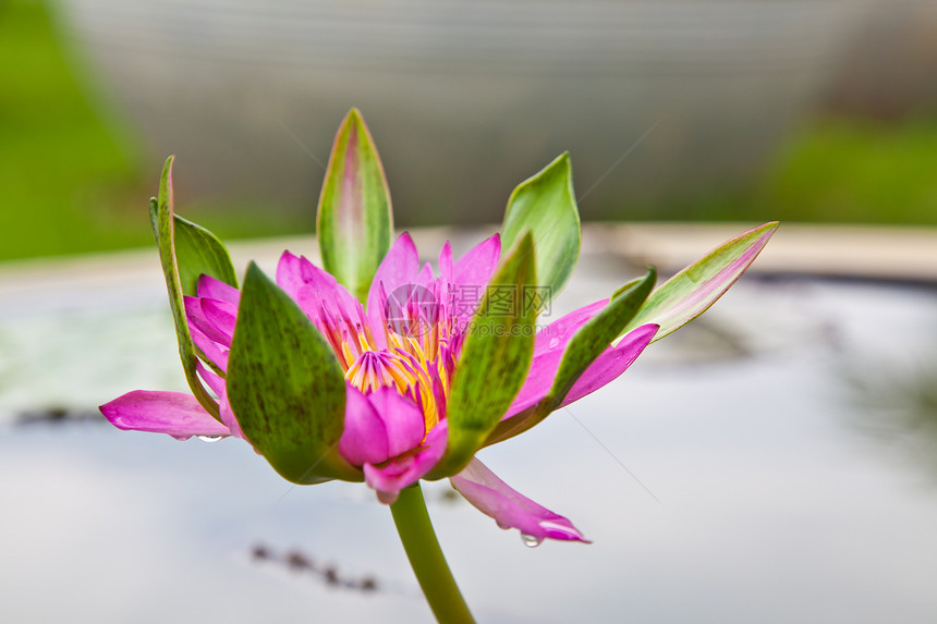 在池塘上开花的莲花或百花漂浮绿色百合粉色软垫植物花瓣美丽植物群植物学图片