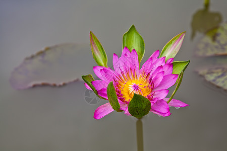 粉色漂浮花瓣在池塘上开花的莲花或百花软垫美丽绿色漂浮百合粉色植物学植物群植物花瓣背景