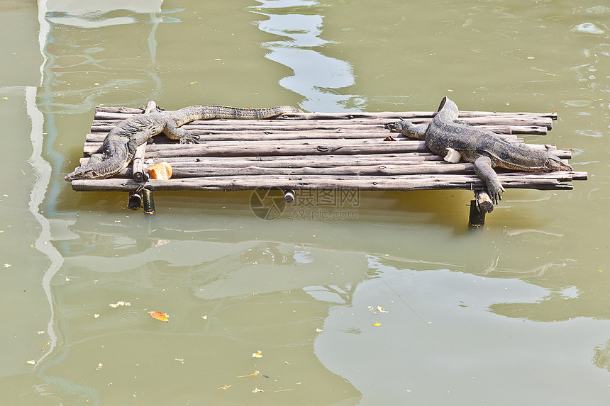 木筏上休息的蜥蜴监测器爬虫荒野监视器动物群绿色热带图片