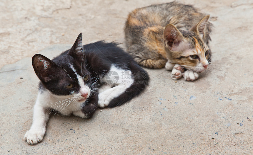 两只可爱的小小猫 坐在野生动物毛皮白色篮子眼睛小狗童年宠物食肉婴儿图片