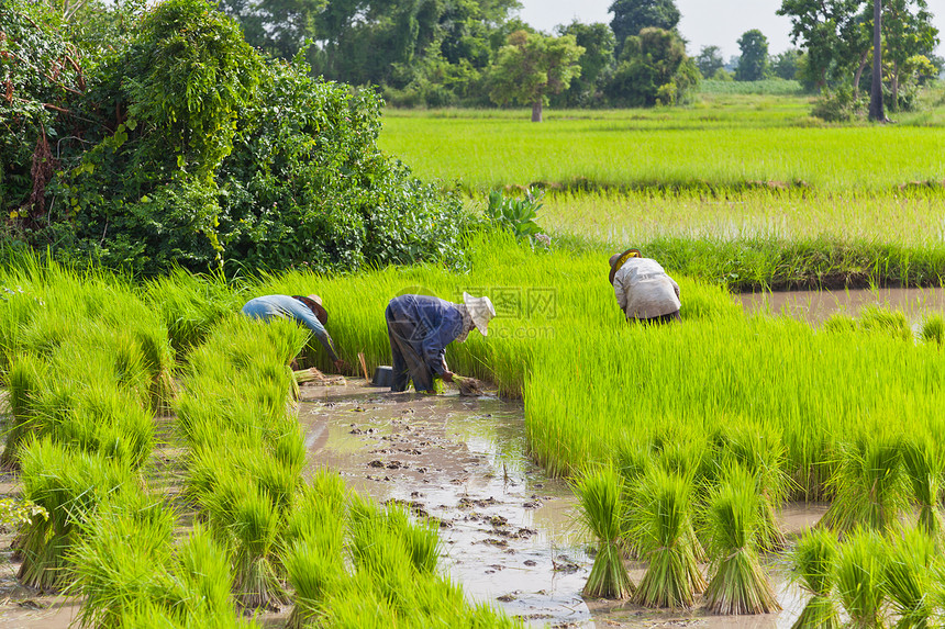 泰国水稻田农民组织蓝色女士工作气候粮食农村农场假期男人植物图片