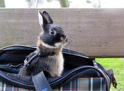 FUNNY年轻兔子从宠物运货袋中寻找(funny)背景