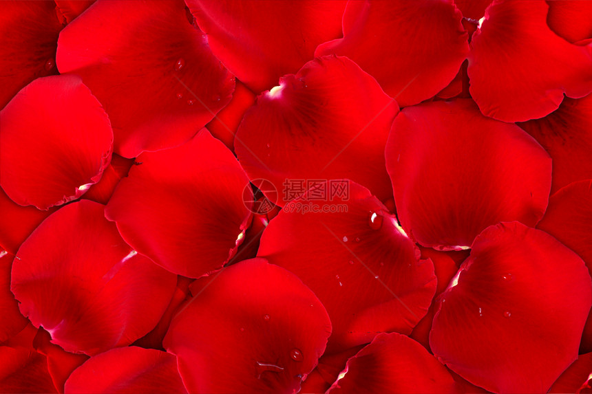 玫瑰花瓣背面深红图片