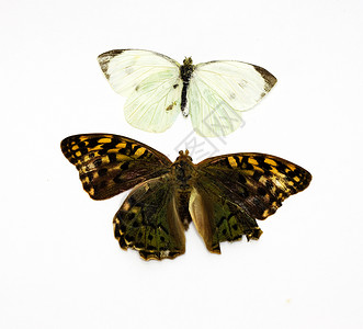 蓝白两只蝴蝶两只美丽的热带蝴蝶用白色隔热成白自由棕褐色小路翅膀生物植物昆虫天蓝色蓝米蓝色背景