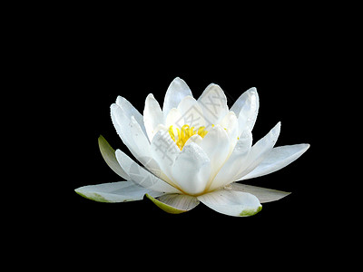 莉莉的花朵例外白色亲密关系花瓣雄蕊背景图片