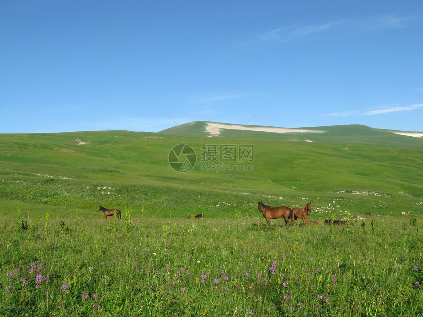 山山脉岩石风景一匹马全景轨道斜坡高原花朵天空植物图片