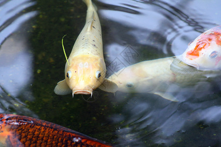 木雕海上生活池塘动物触须鲤鱼背景图片