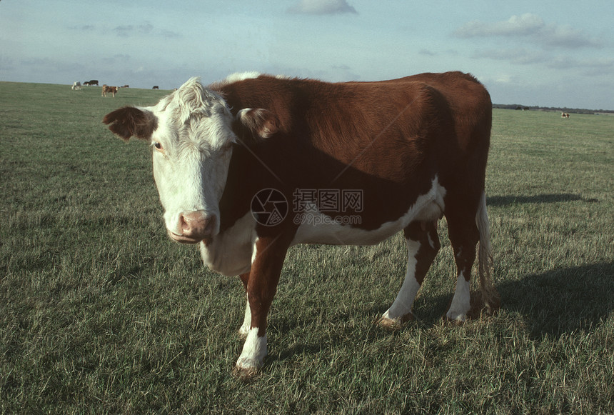 赫里福德牧草中的牛牛图片
