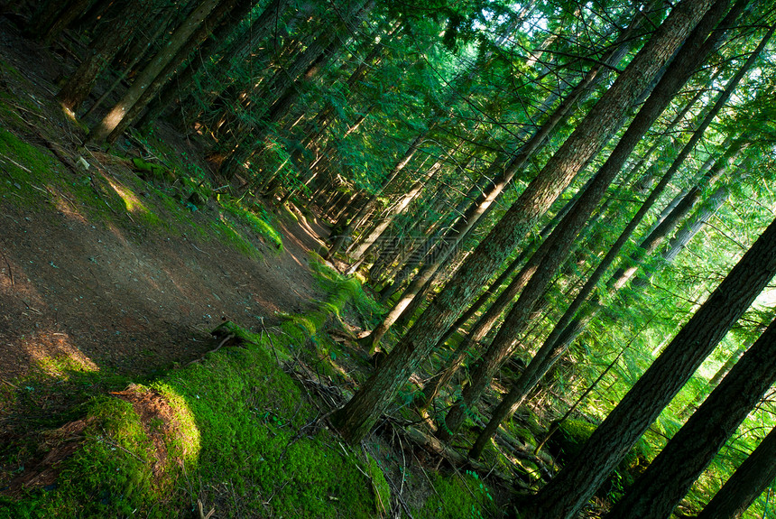 雨林树干射线太阳森林叶子环境薄雾丛林季节神话图片