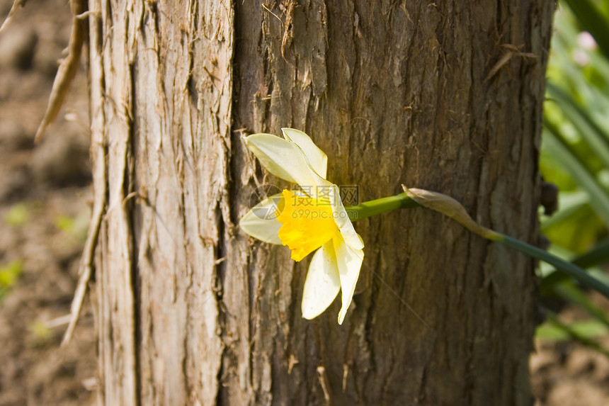 自恋季节性白色植物花束黄色花朵植物群叶子绿色植物学图片