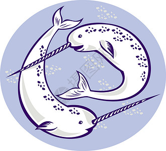 Narwhal 单极独角鲸插图哺乳动物獠牙艺术品对虾背景图片