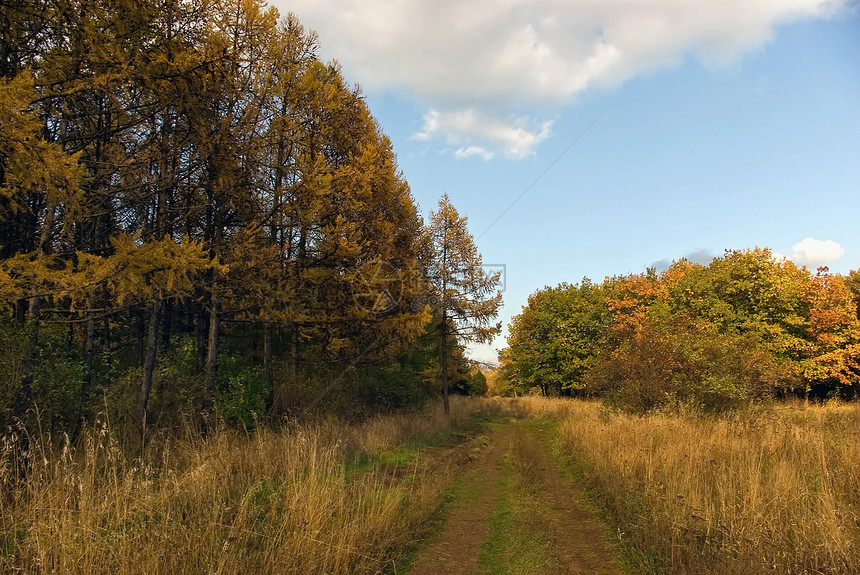 秋季森林天空绿色树木黄色小路红色棕色灌木丛图片